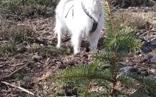 Šťastnější dny pro Miu