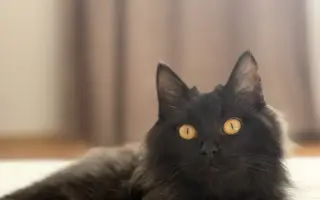 Zachraňte Fily: šance na život