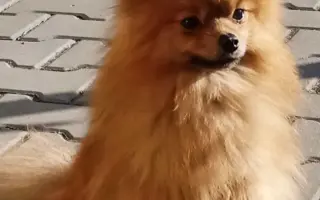 Pomozte zachráněným pejskům na cestě za novým životem 🐾