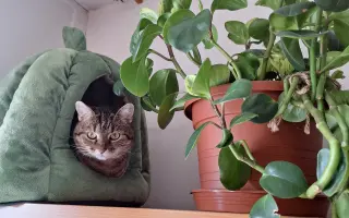 8 nalezených Lásek