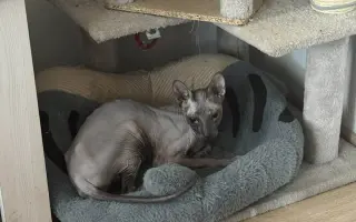 Boj o život naháče Iwa