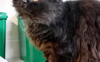 Za zdravé oči a tlapky Midnighta