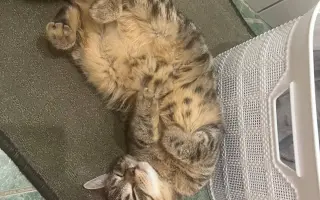 Pomozme paní Jančové a útulku Konec Toulání