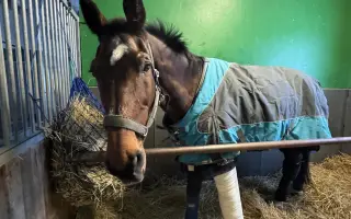 Pomozme Kokosovi znovu běhat