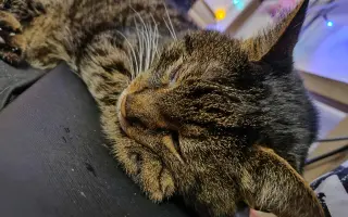 Lívanec a Dobrota potřebují léky