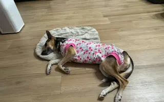 Pětiletá Bellinka začíná svůj boj s mastocytomem
