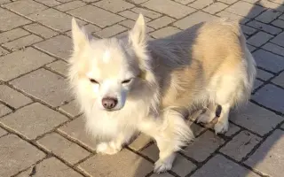 Důstojné stáří pro nemocné a opuštěné psy