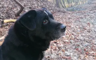 Pejsek Nero prosí o pomoc: Ještě není můj čas 🙏