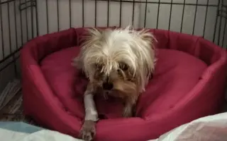 Zvířata v nouzi - pomoc s úhradou veterinárních nákladů