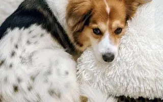 POMOC PRO FOXÍČKA, ASPENA A TAFFY-JACKA