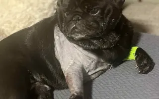 Záchrana nožičky pro Franka