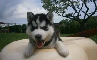 Psí rehabilitace pro Kima