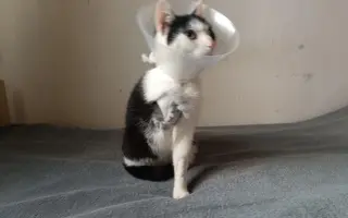Veterinární pomoc naším svěřencům
