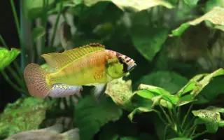 Vytvořme rybkám lepší domov!