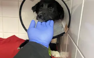 Pomoc pro malinkou Meggie