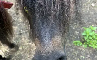 Pomozme třem statečným poníkům ke zdraví, které si sami vyběhat nemohou