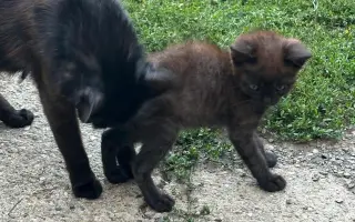 Hluchá kočičí maminka a její oslabená koťátka potřebují vaši pomoc