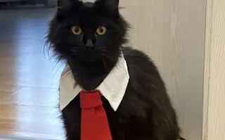 Zachraňte Fily: šance na život