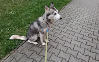 Pomohli jste zachránit Miu a uhradit operaci nádoru