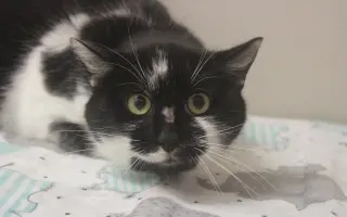 Pomozte nám zachránit 14 koček v ohrožení života!