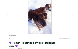 Pomáháme opuštěným a týraným psům najít cestu domů 🩷