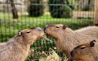 Pozvi zvíře na oběd v Animal parku Rabina