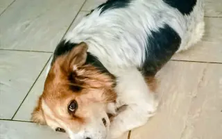 POMOC PRO FOXÍČKA - ZDRAVÝ DECH A PROTÉZA