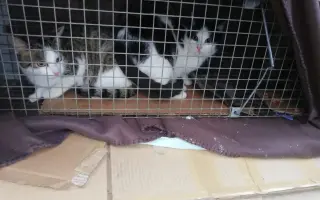 KOČIČKY V NOUZI - POMOZTE NÁM ZACHRÁNIT JEJICH ŽIVOTY