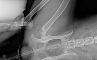 Totální endoprotéza kyčlí pro Balů: Dopřejme ji šťastný psí život bez bolestí