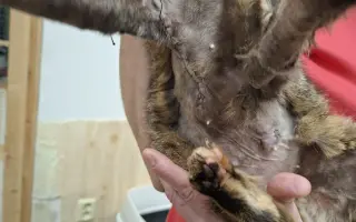 Pomoc s úhradou veterinárních nákladů 🙏