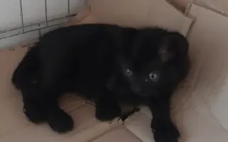 Pomoc pro nová koťata a kočičky - Kočky u Katky