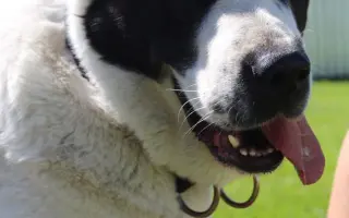 Mobilní domek pro psy