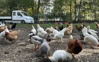 Krmení a seno pro zachráněná zvířata