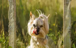 Pomozte Kessynce znovu se postavit na všechny čtyři 🐾