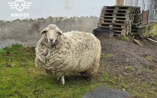 Pomozte nám zajistit seno pro naše krávy, kozy a ovečku