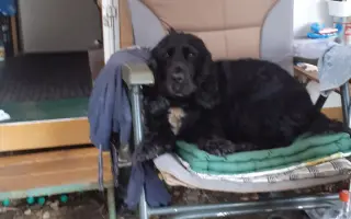 Pomozte kokřici Fanynce s její léčbou