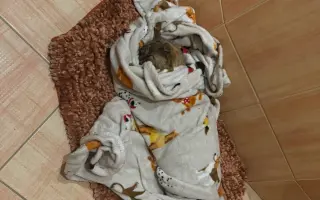 Podpořte péči o pejsky v psím hospici Andělská náruč, z.s.