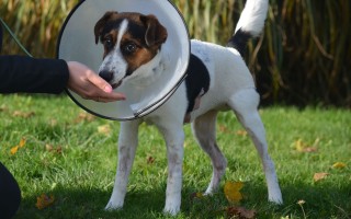 Pomozme s veterinárními náklady opuštěným zvířatům