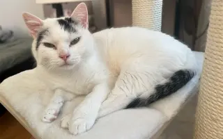 Pomozte Rufíkovi porazit FIP