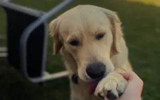 Pomozte Charliemu
