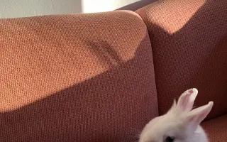 Pomoc pre malého Dupíka