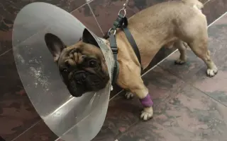 Operace očí a endoskopie pro buldočka Edu