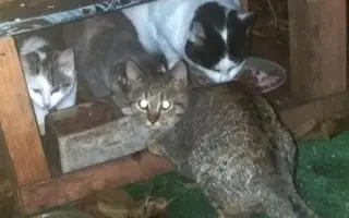 Krmení pro 300 kočiček na čtrnáct dní