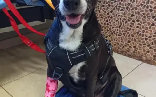 Pomoc opuštěným psím stařečkům