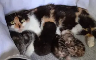 Veterinární péče pro zachráněné maminky s koťátky
