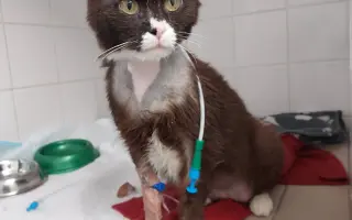 Operace kočičky Páji