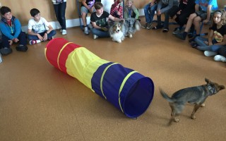Canisterapie CANTES v krajích ČR jako sociální rehabilitace