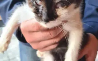 🎄 Rok 2026 pro kočky v Mostě – Pomozte nám ho zvládnout