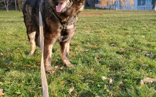 Pomoc Furině v boji s lupusem (SLE)