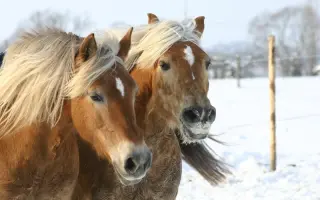 Pomozme společně koním, kteří celý život pomáhají